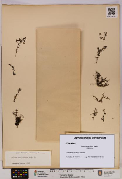 Galium antarcticum [Espécimen: UDEC:CONC:0045343]