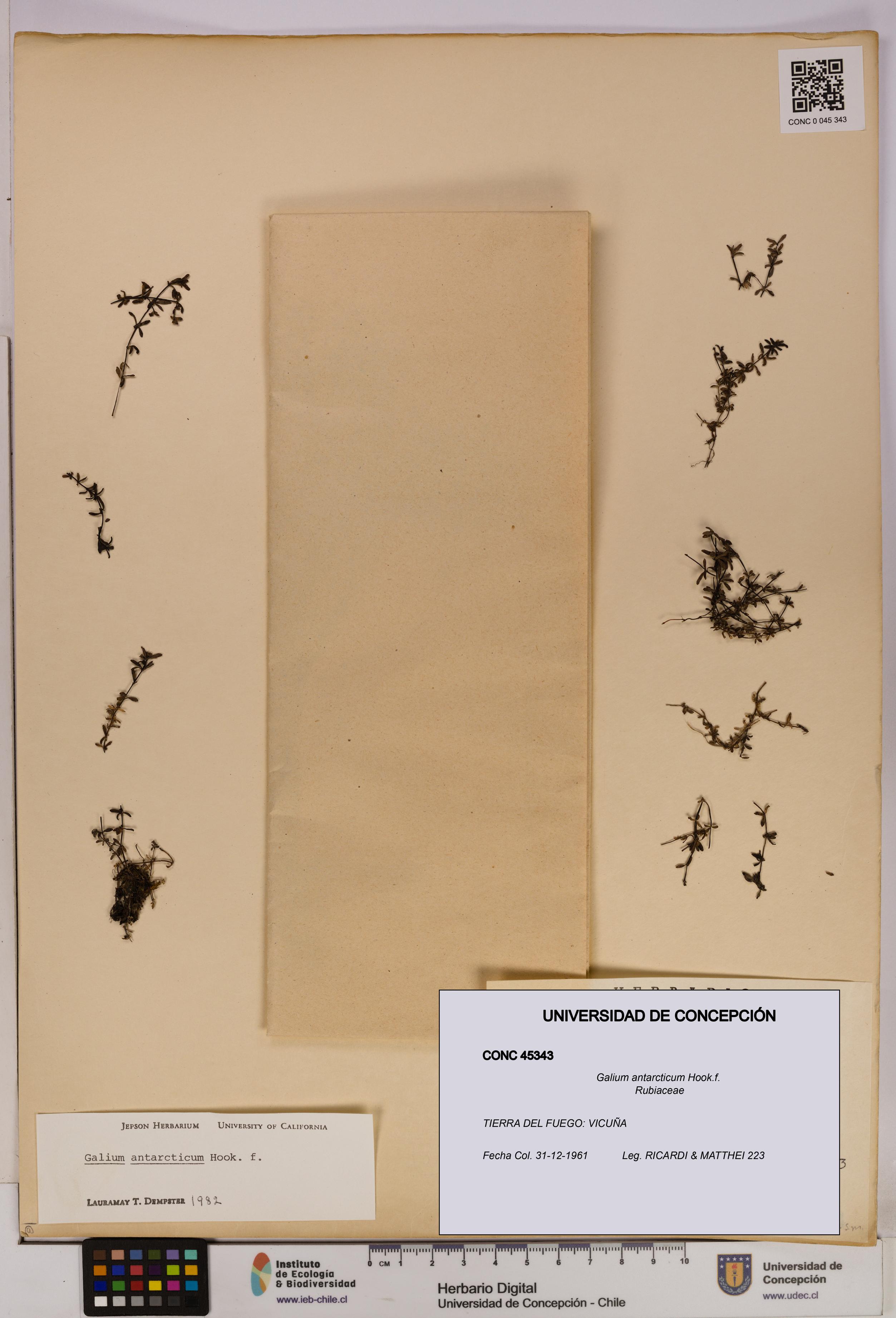 Galium antarcticum [Espécimen: UDEC:CONC:0045343]