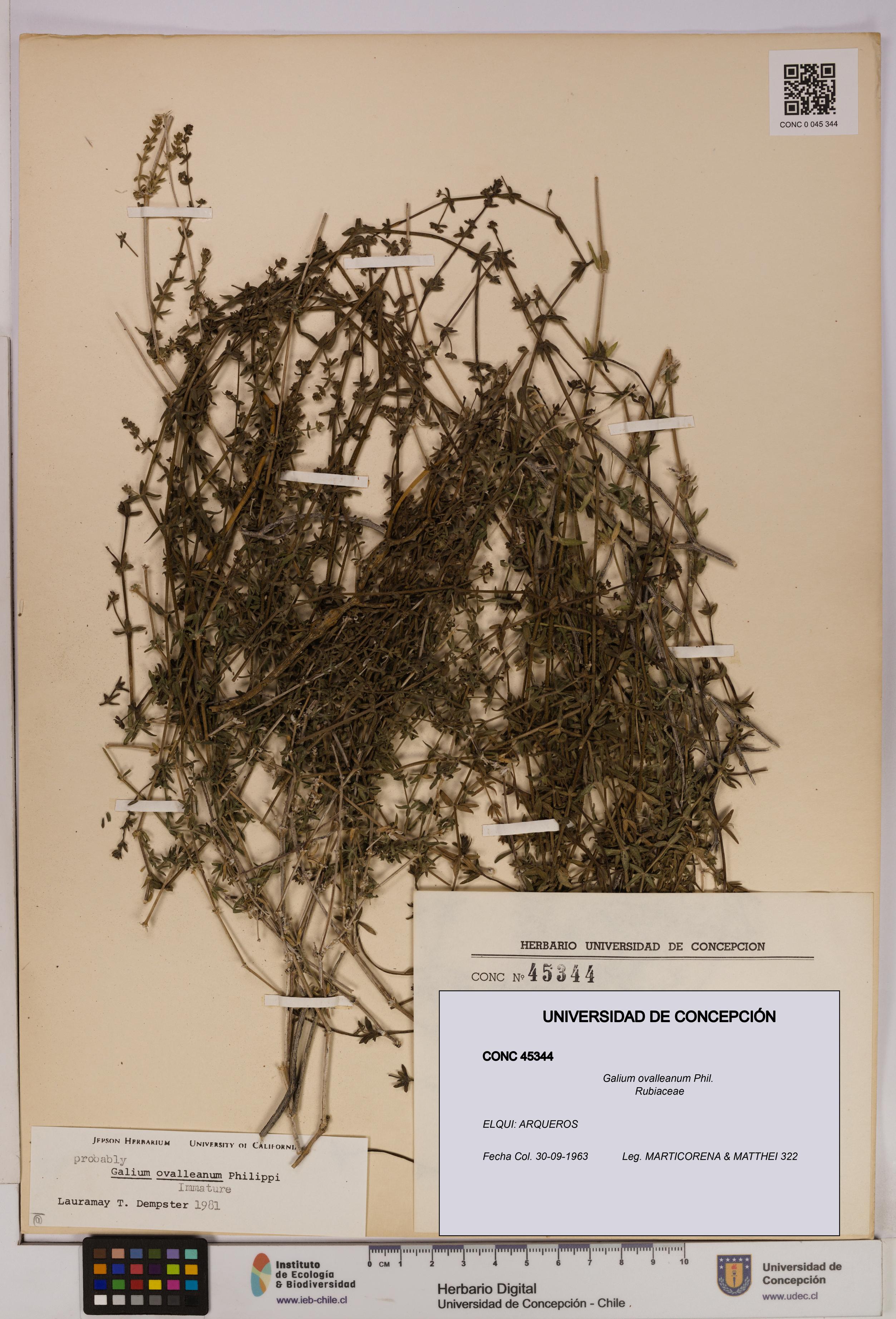 Galium ovalleanum [Espécimen: UDEC:CONC:0045344]