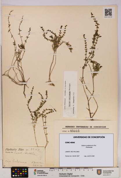 Galium ovalleanum [Espécimen: UDEC:CONC:0045345]