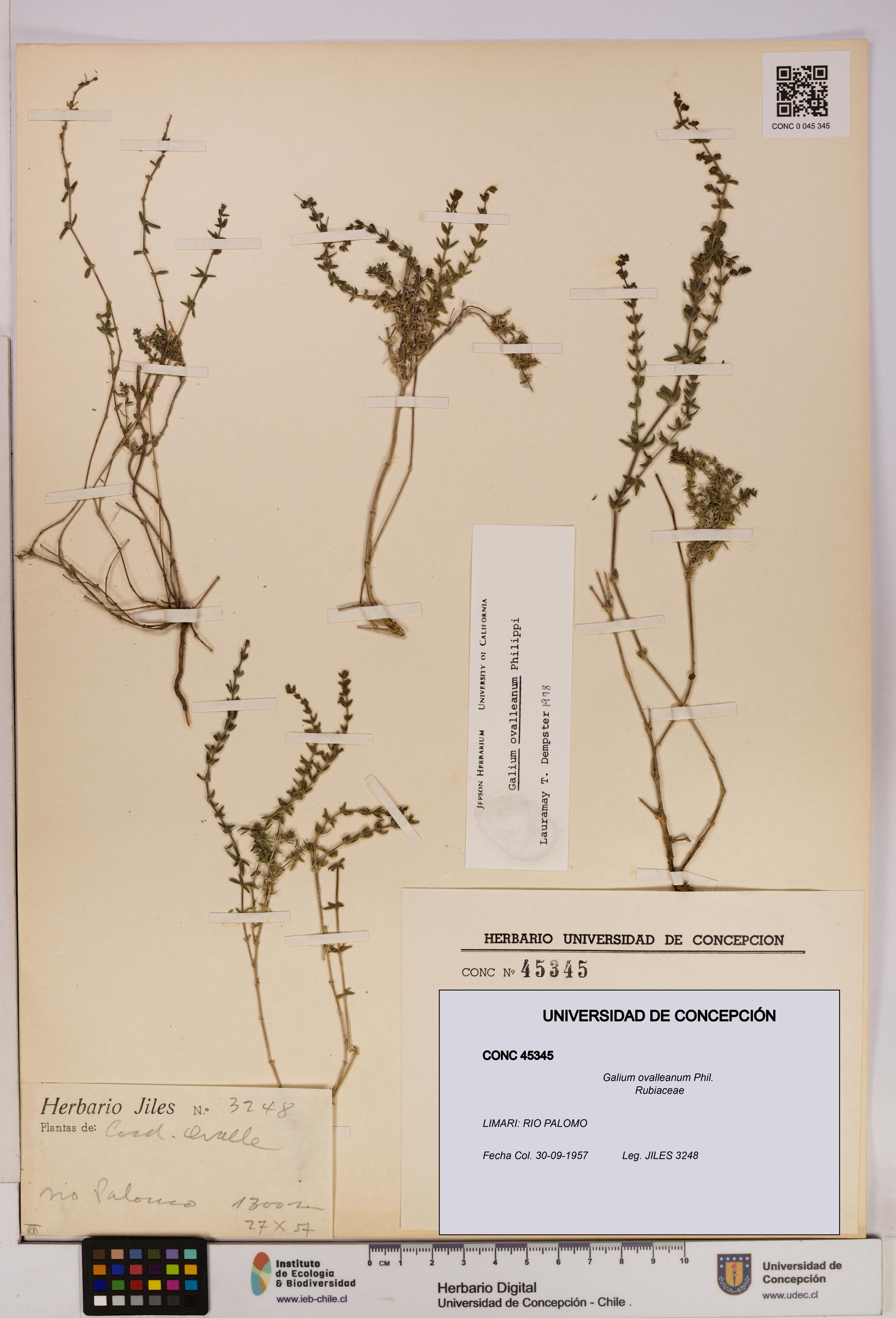 Galium ovalleanum [Espécimen: UDEC:CONC:0045345]