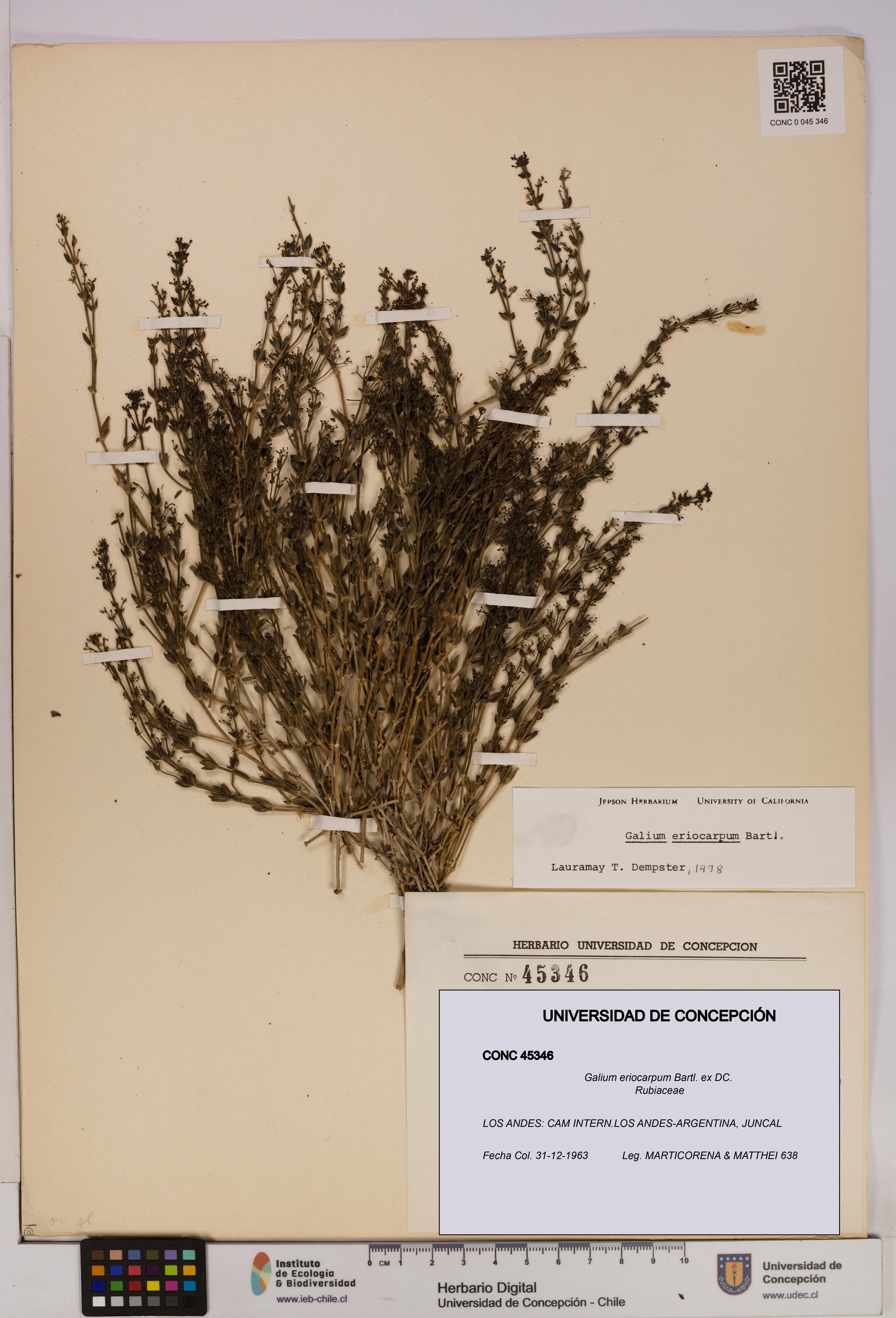 Galium eriocarpum [Espécimen: UDEC:CONC:0045346]