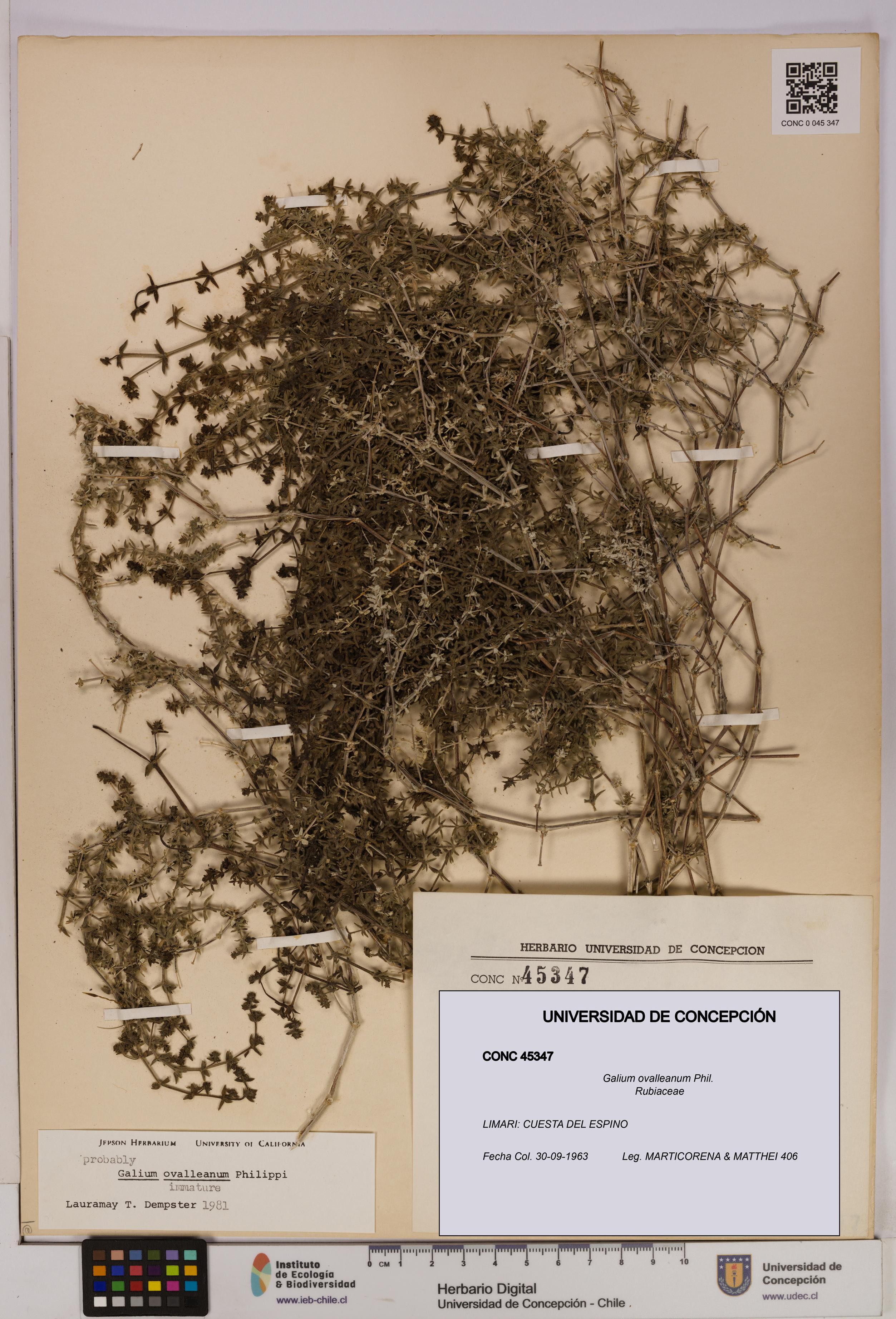 Galium ovalleanum [Espécimen: UDEC:CONC:0045347]