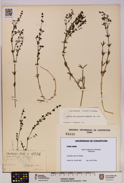 Galium philippianum [Espécimen: UDEC:CONC:0045348]