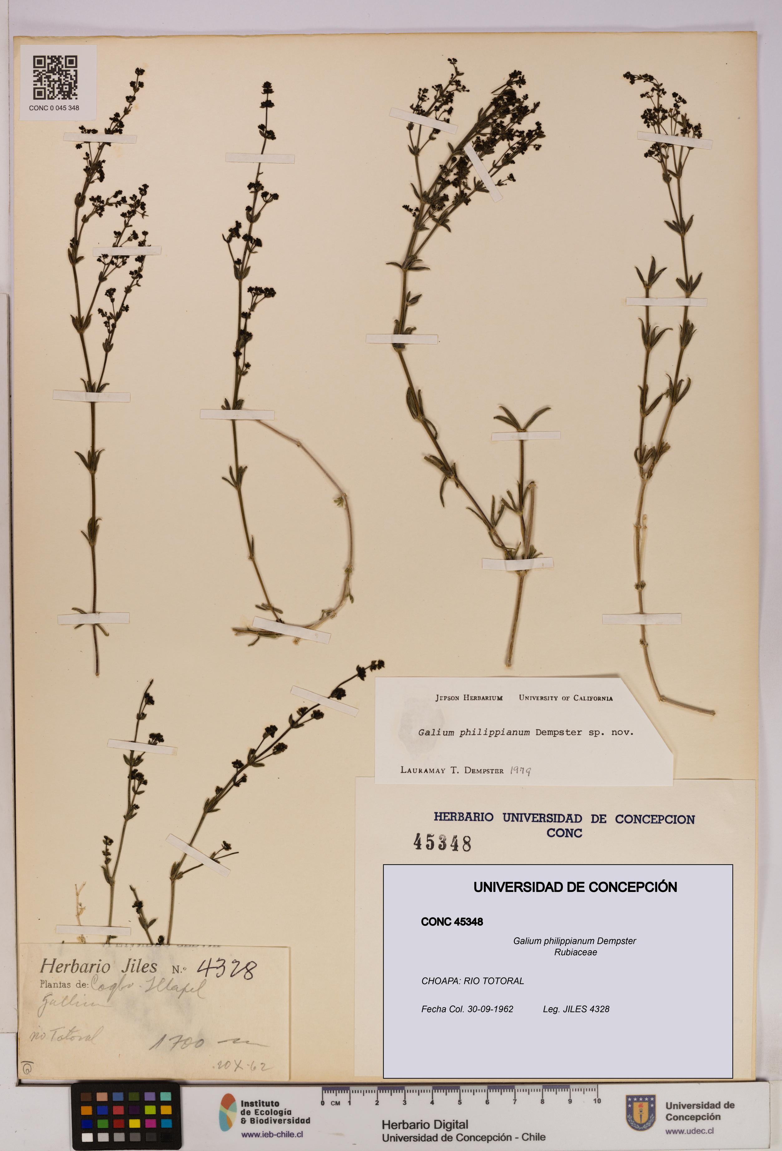Galium philippianum [Espécimen: UDEC:CONC:0045348]