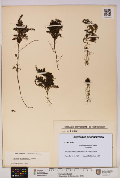 Galium werdermannii [Espécimen: UDEC:CONC:0045351]