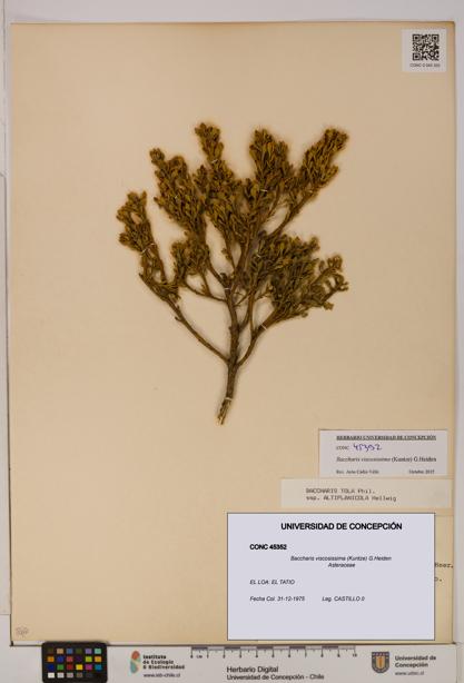 Baccharis tola [Espécimen: UDEC:CONC:0045352]
