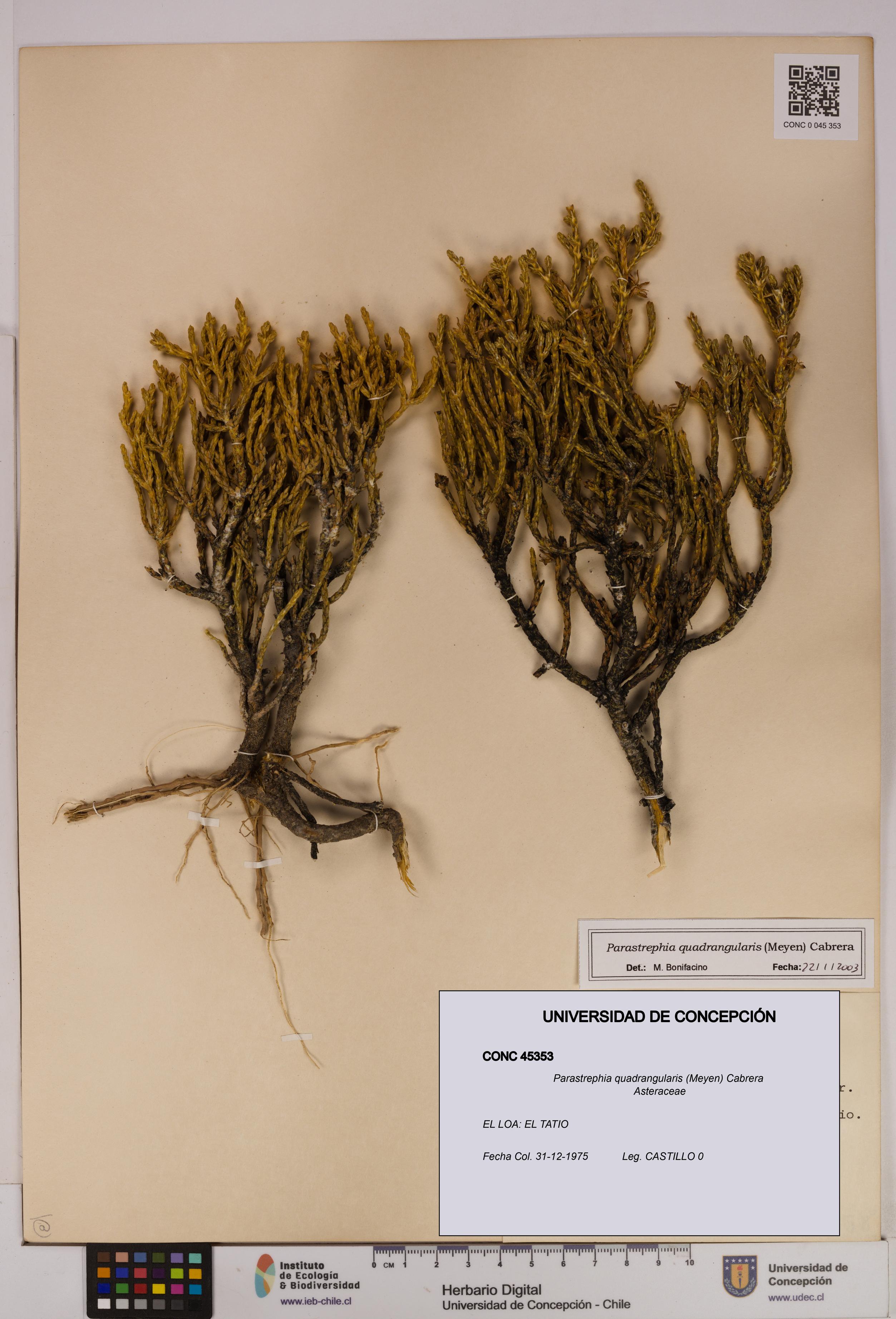Parastrephia quadrangularis [Espécimen: UDEC:CONC:0045353]