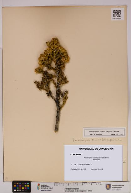 Parastrephia lucida [Espécimen: UDEC:CONC:0045355]