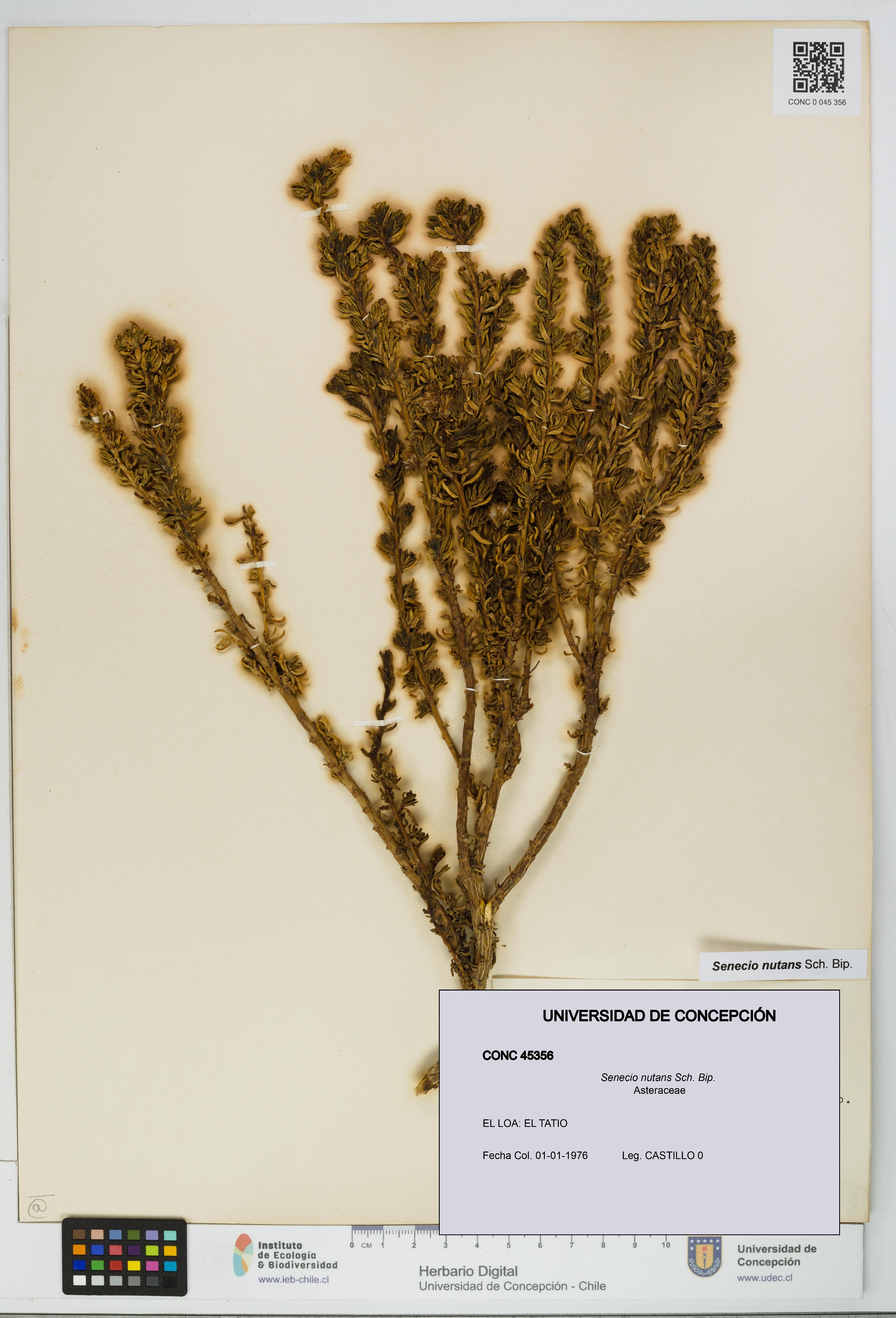 Senecio nutans [Espécimen: UDEC:CONC:0045356]