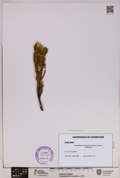 Parastrephia quadrangularis [Espécimen: UDEC:CONC:0045357]