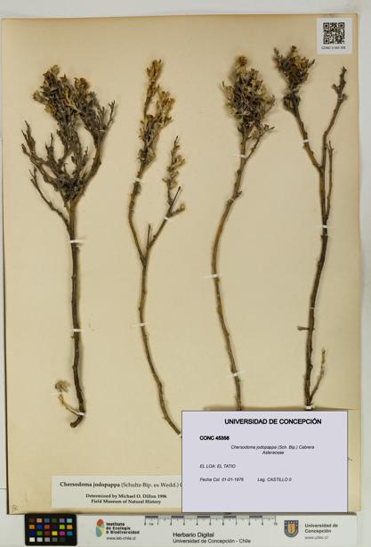 Chersodoma jodopappa [Espécimen: UDEC:CONC:0045358]