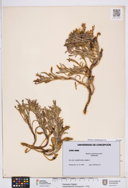 Senecio volckmannii [Espécimen: ]