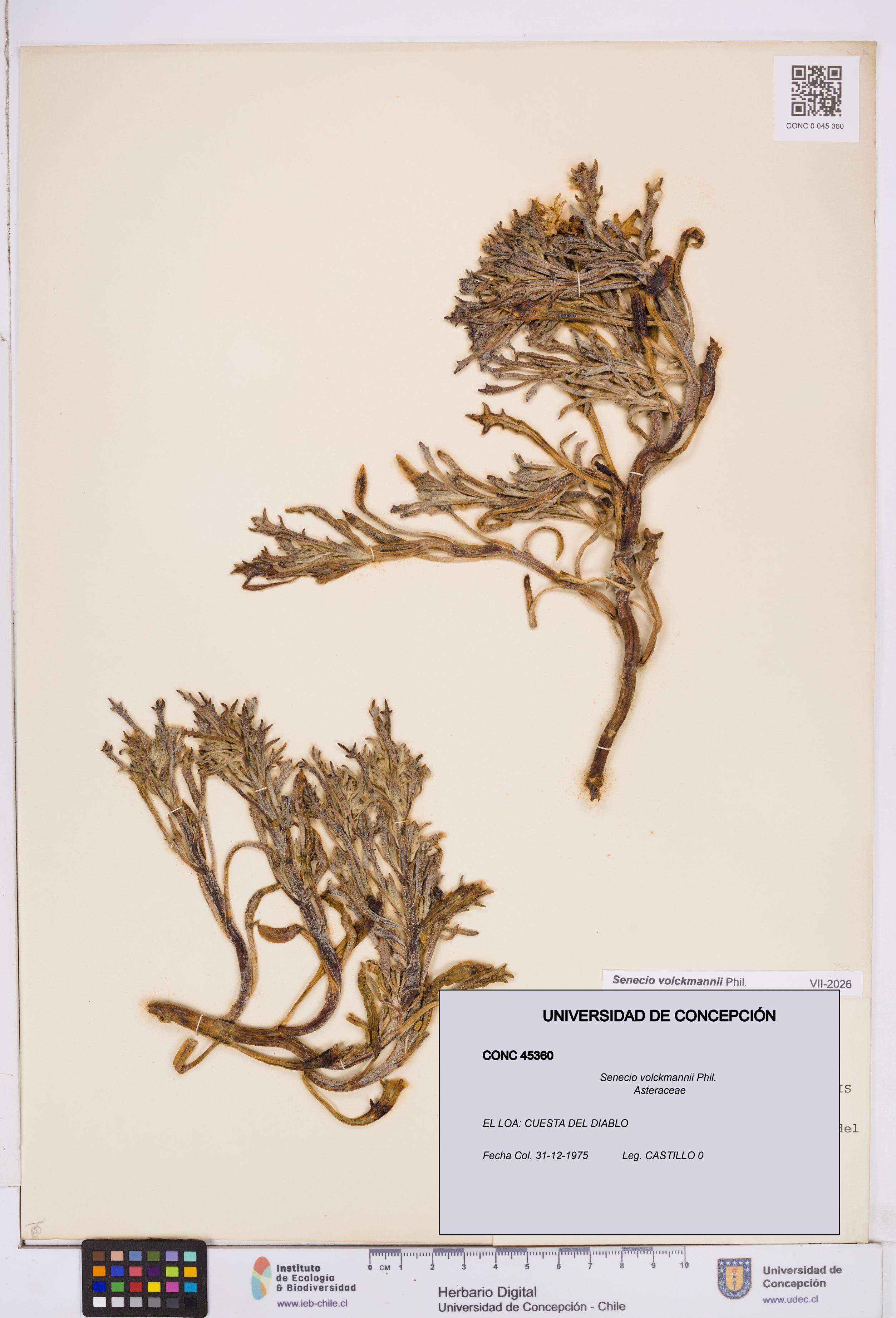 Senecio volckmannii [Espécimen: ]