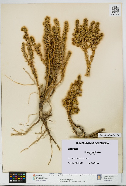 Senecio nutans [Espécimen: UDEC:CONC:0045361]