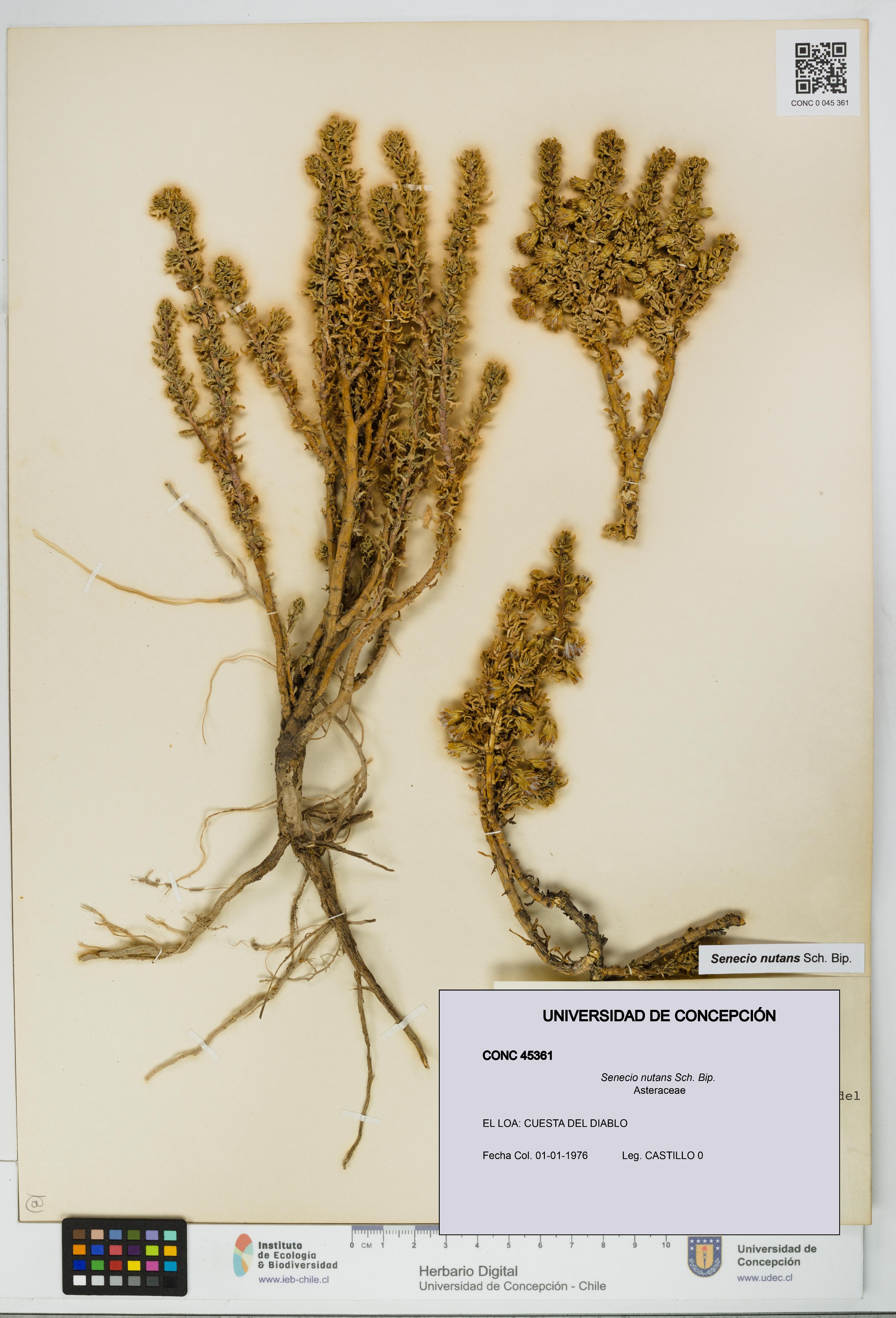 Senecio nutans [Espécimen: UDEC:CONC:0045361]