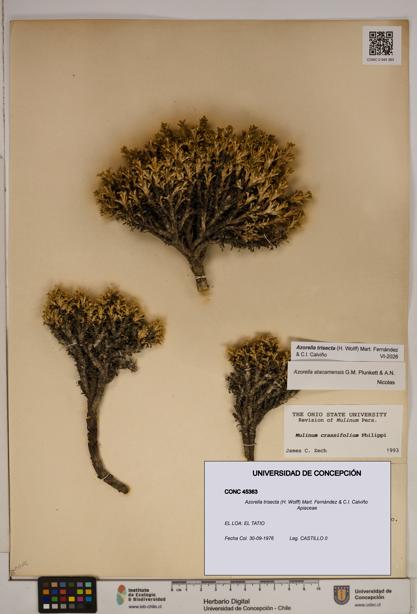 Azorella trisecta [Espécimen: ]