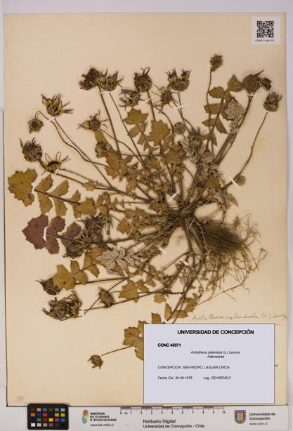 Arctotheca calendula [Espécimen: UDEC:CONC:0045371]