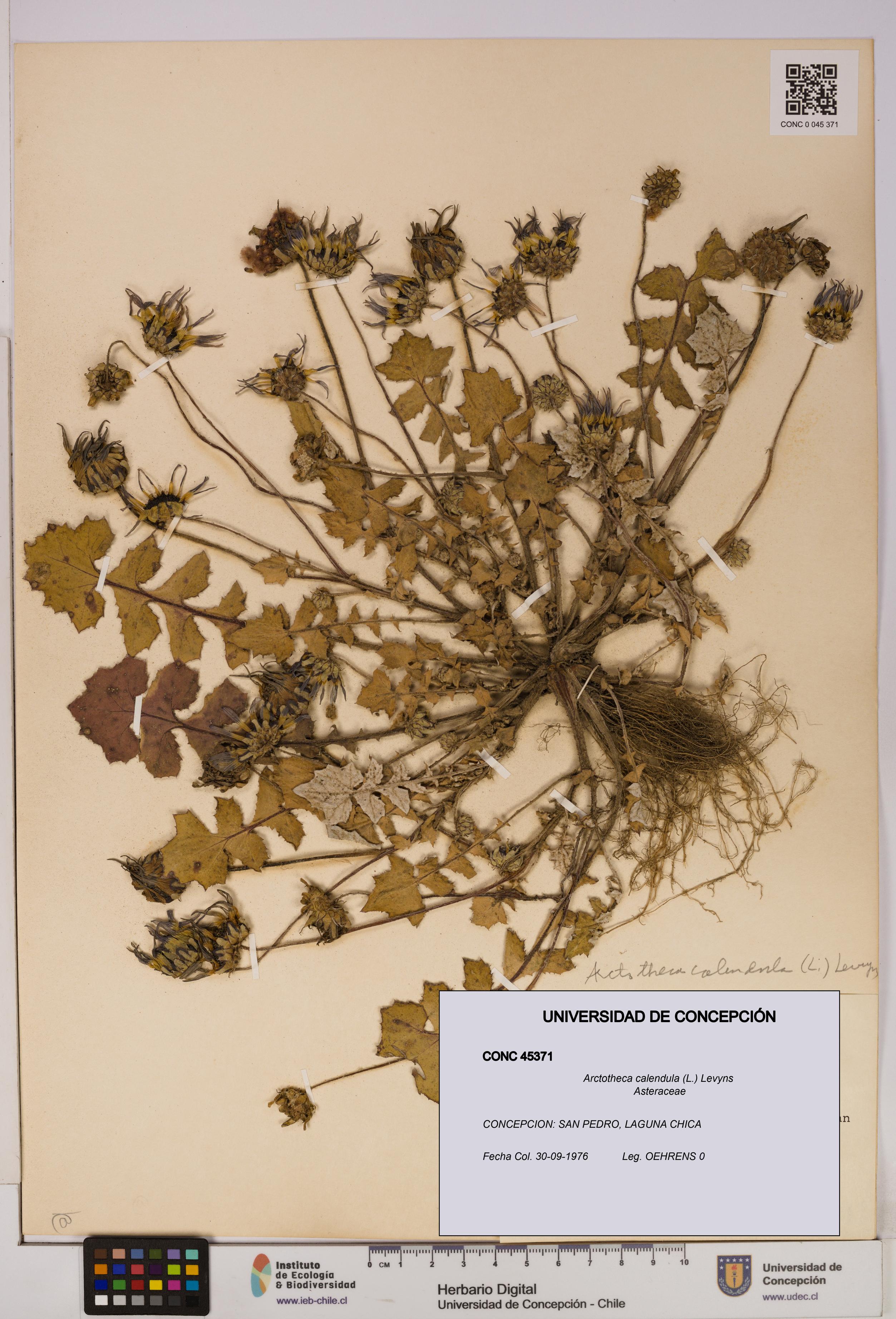 Arctotheca calendula [Espécimen: UDEC:CONC:0045371]