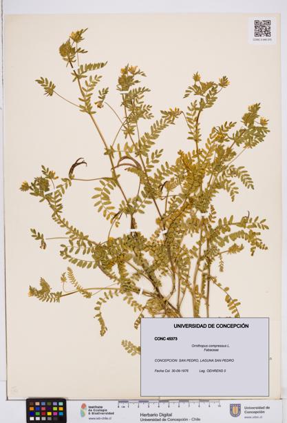 Ornithopus compressus [Espécimen: ]