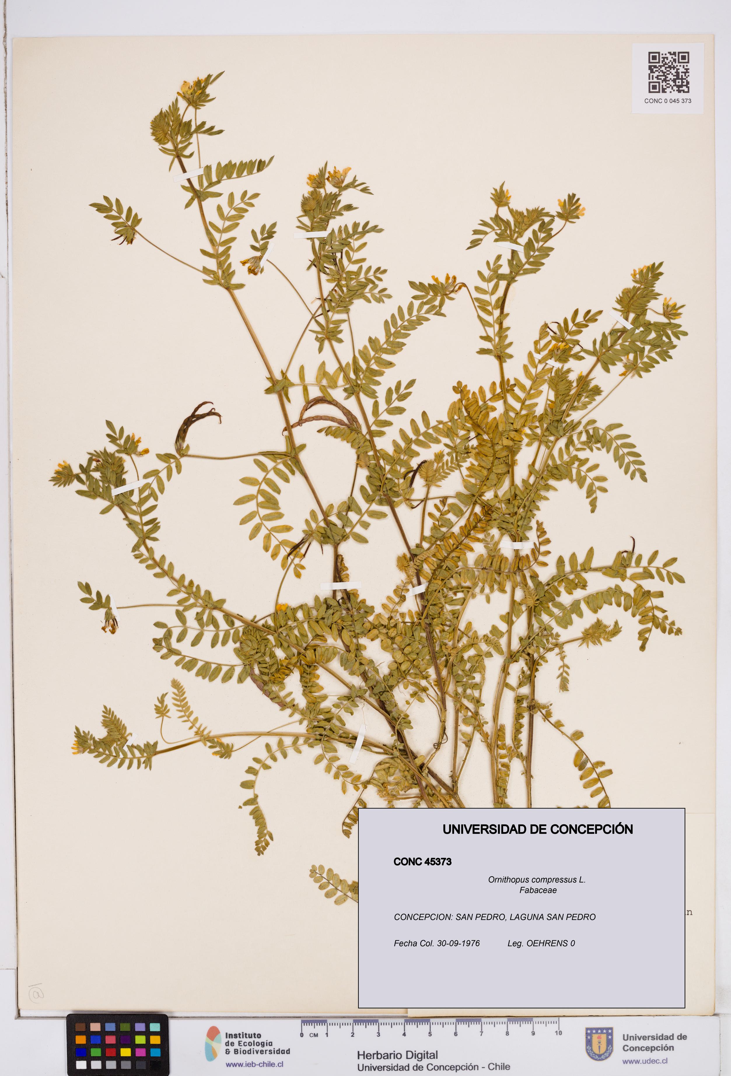 Ornithopus compressus [Espécimen: ]