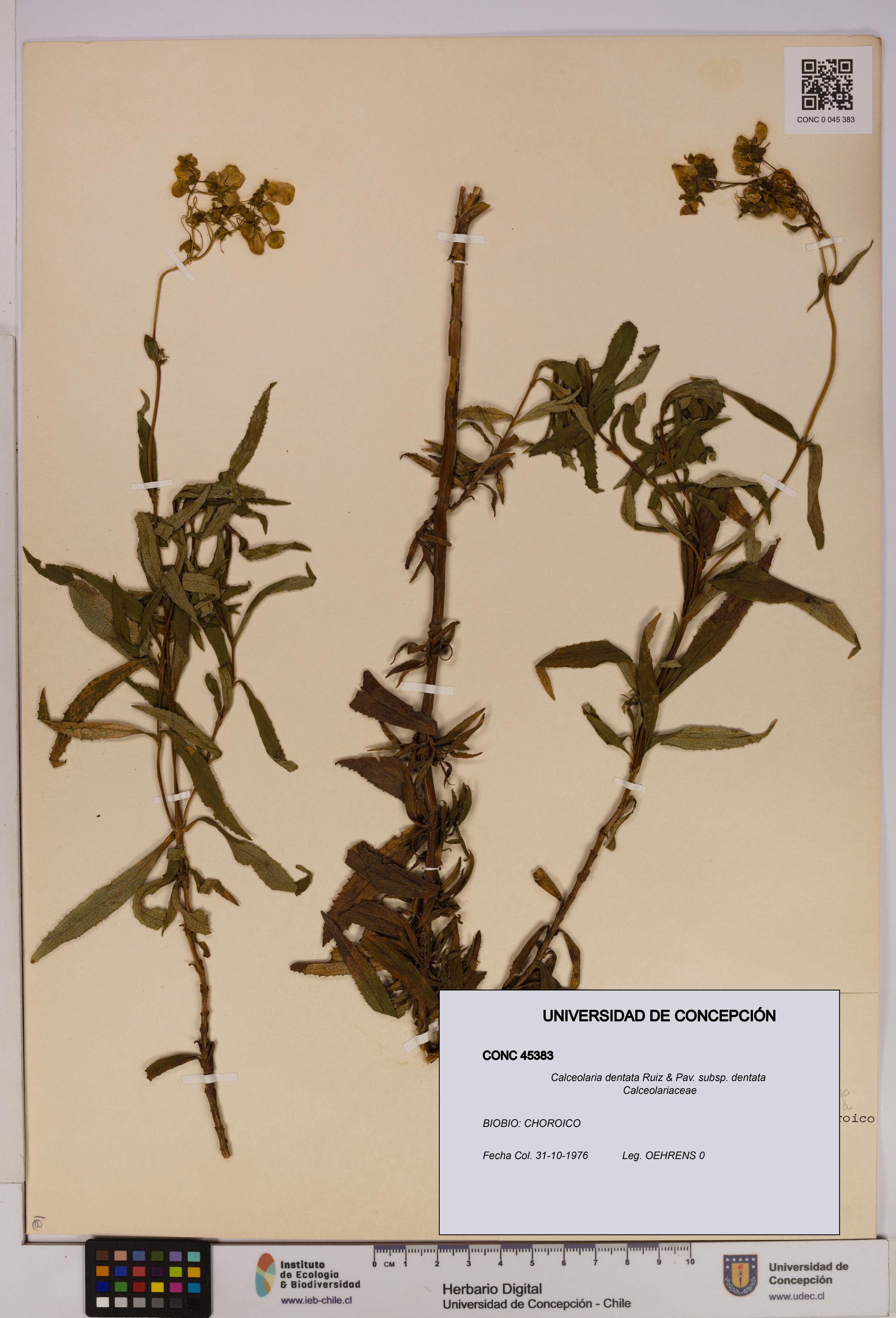 Calceolaria dentata subsp. dentata [Espécimen: UDEC:CONC:0045383]