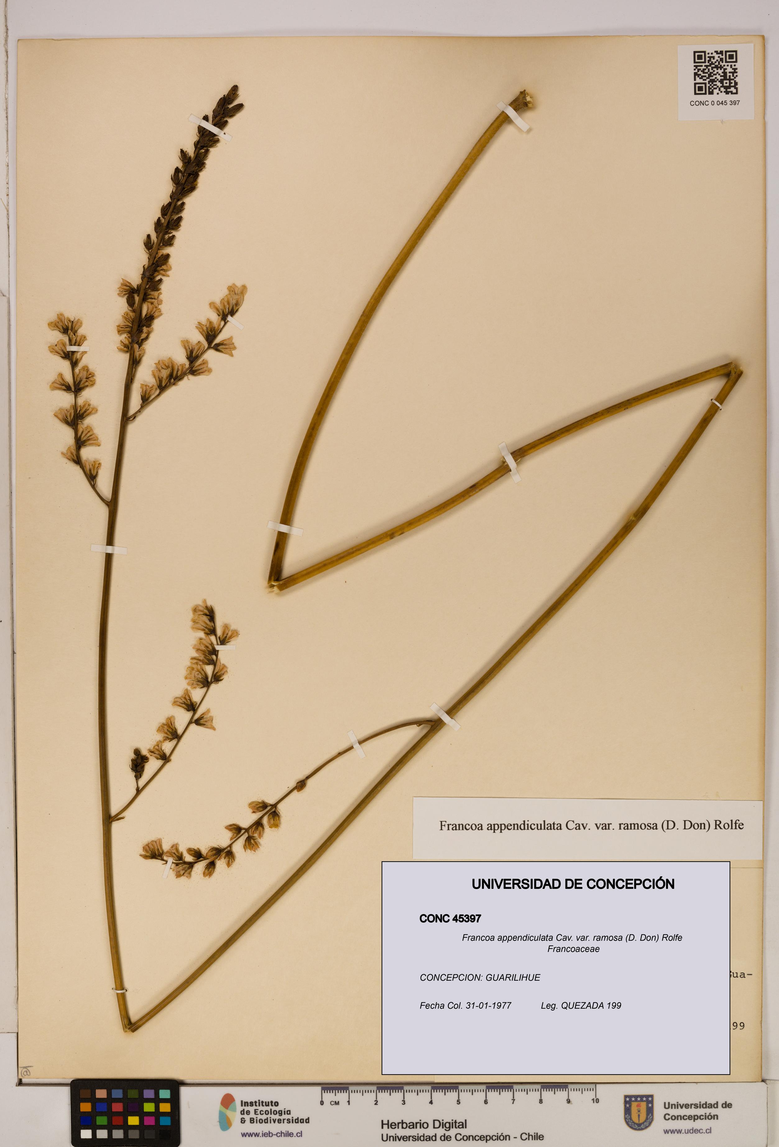 Francoa appendiculata var. ramosa [Espécimen: ]