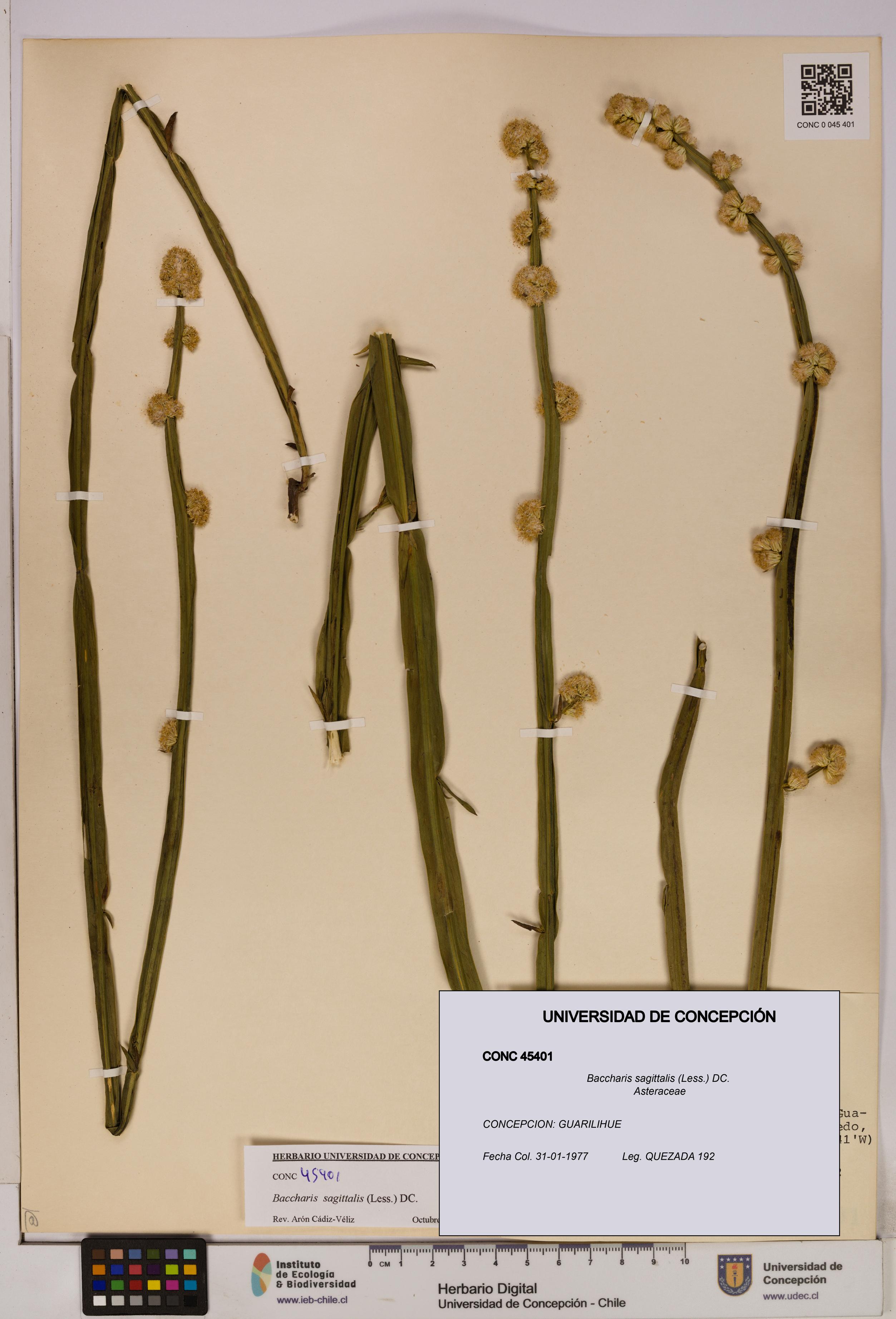 Baccharis sagittalis [Espécimen: UDEC:CONC:0045401]