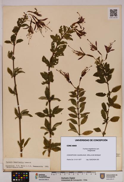 Fuchsia magellanica [Espécimen: UDEC:CONC:0045403]