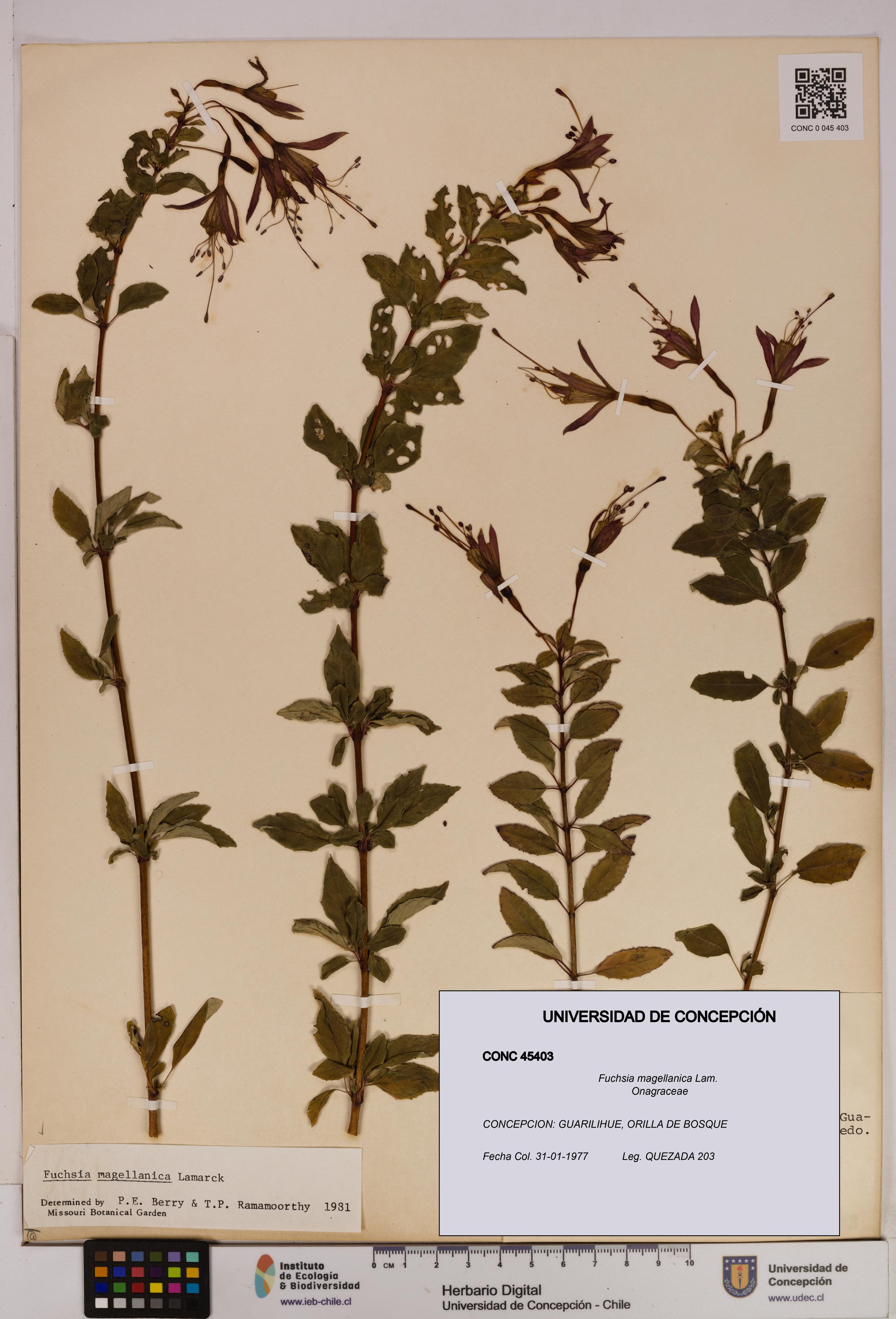 Fuchsia magellanica [Espécimen: UDEC:CONC:0045403]