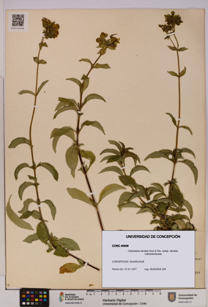 Calceolaria dentata subsp. dentata [Espécimen: UDEC:CONC:0045409]