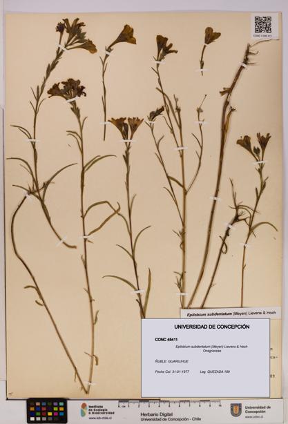 Epilobium subdentatum [Espécimen: UDEC:CONC:0045411]