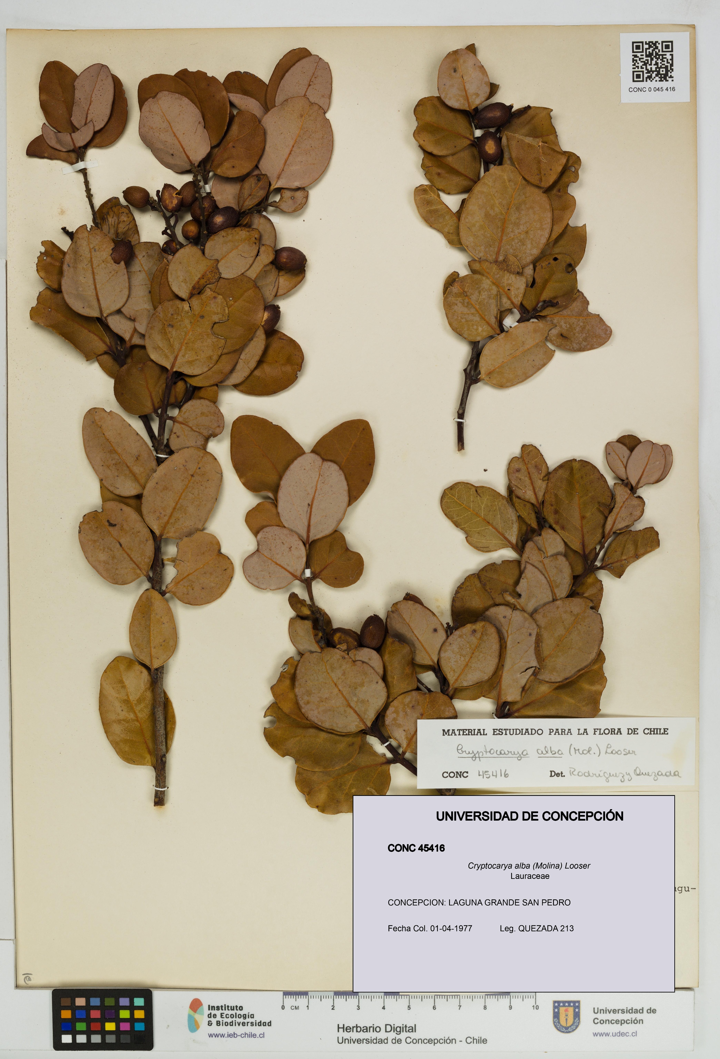 Cryptocarya alba [Espécimen: UDEC:CONC:0045416]