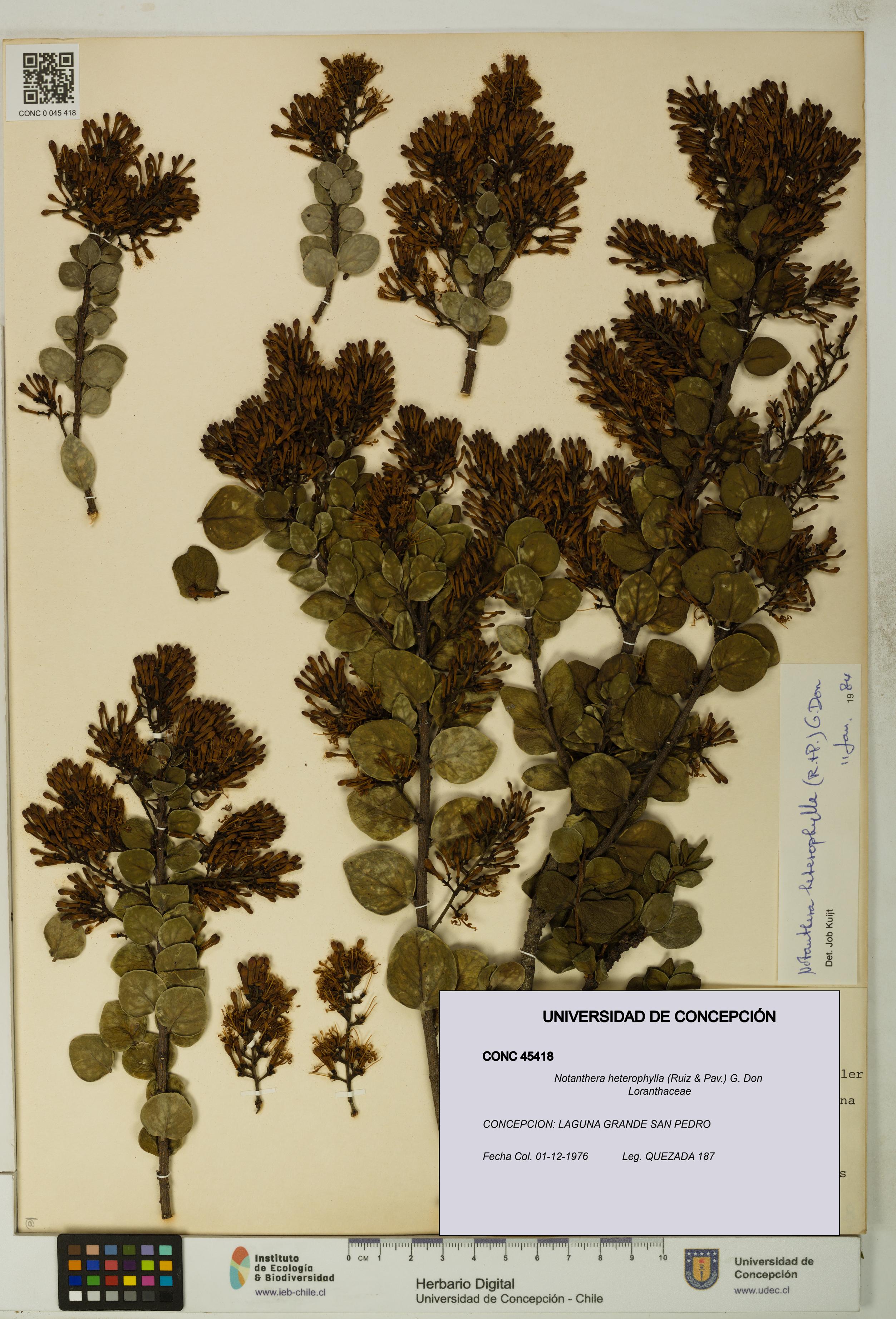 Notanthera heterophylla [Espécimen: UDEC:CONC:0045418]