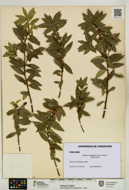 Maytenus magellanica [Espécimen: UDEC:CONC:0045425]