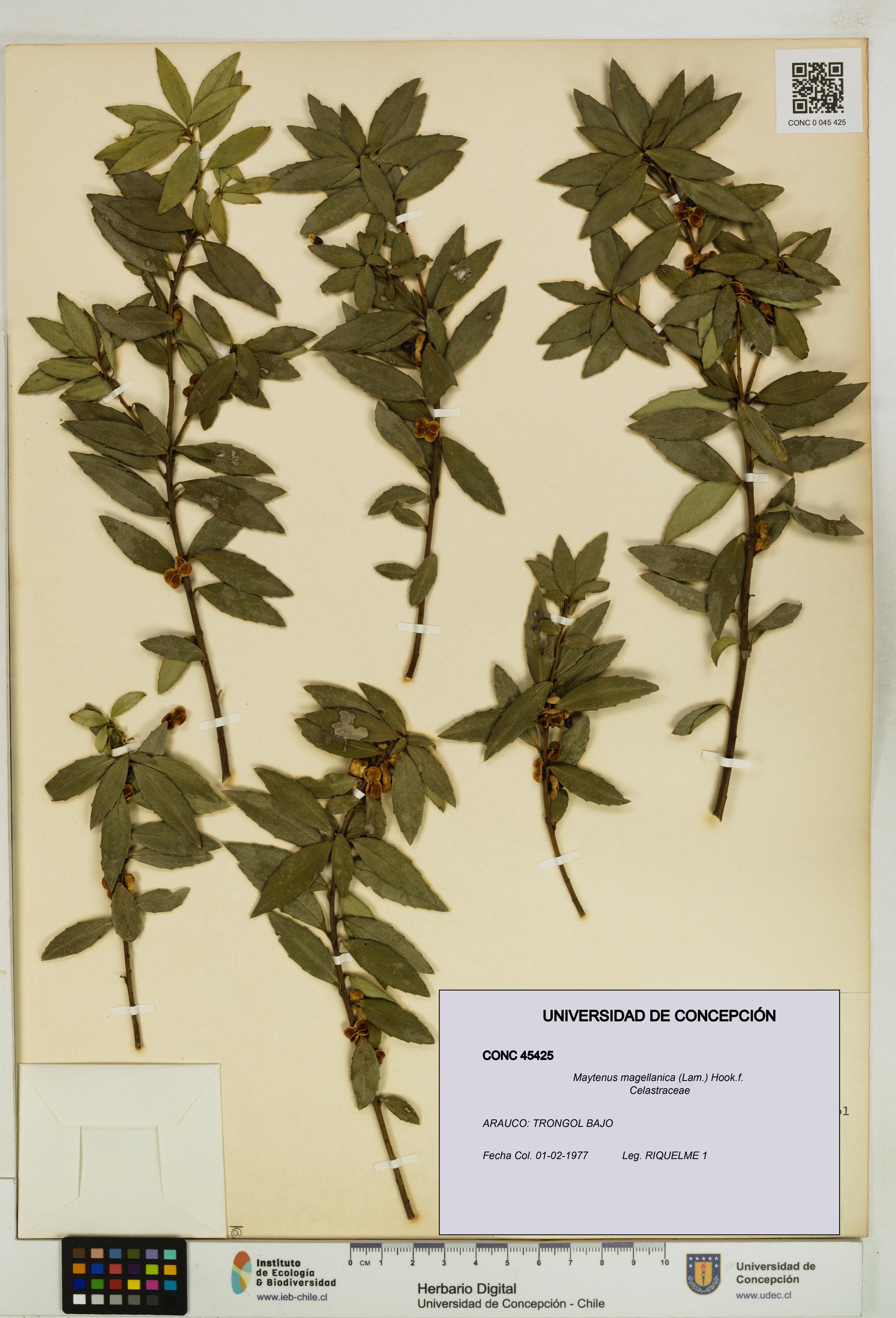 Maytenus magellanica [Espécimen: UDEC:CONC:0045425]