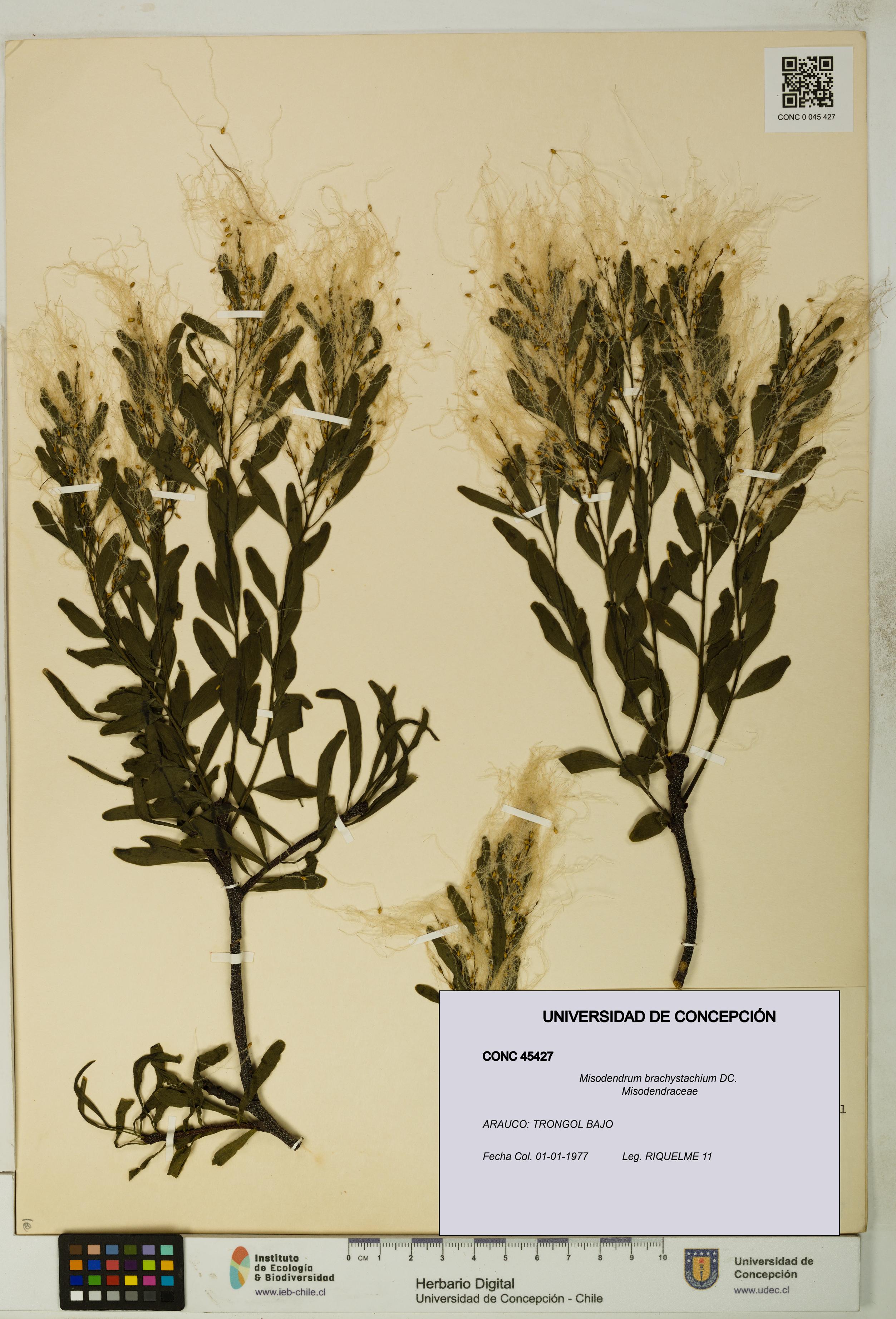 Misodendrum brachystachium [Espécimen: UDEC:CONC:0045427]