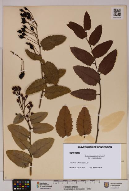 Berberidopsis corallina [Espécimen: UDEC:CONC:0045432]