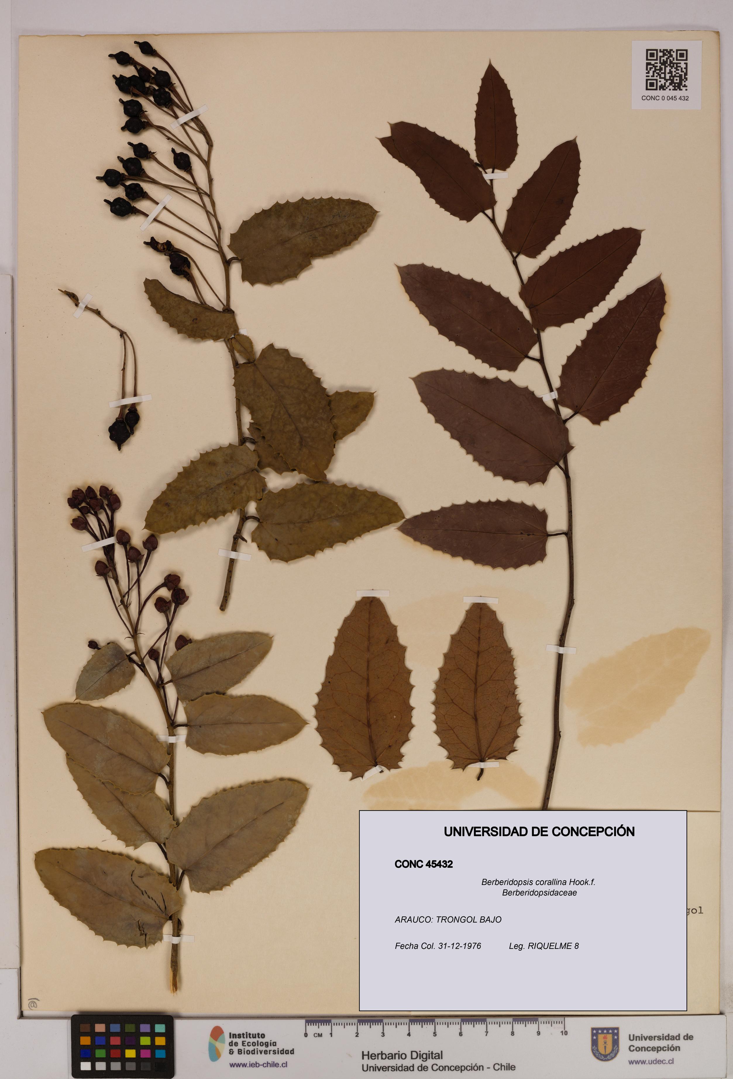 Berberidopsis corallina [Espécimen: UDEC:CONC:0045432]
