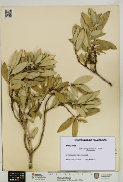 Maytenus magellanica [Espécimen: UDEC:CONC:0045433]