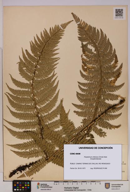 Polystichum chilense [Espécimen: UDEC:CONC:0045438]
