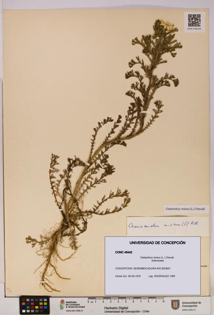 Cladanthus mixtus [Espécimen: UDEC:CONC:0045442]