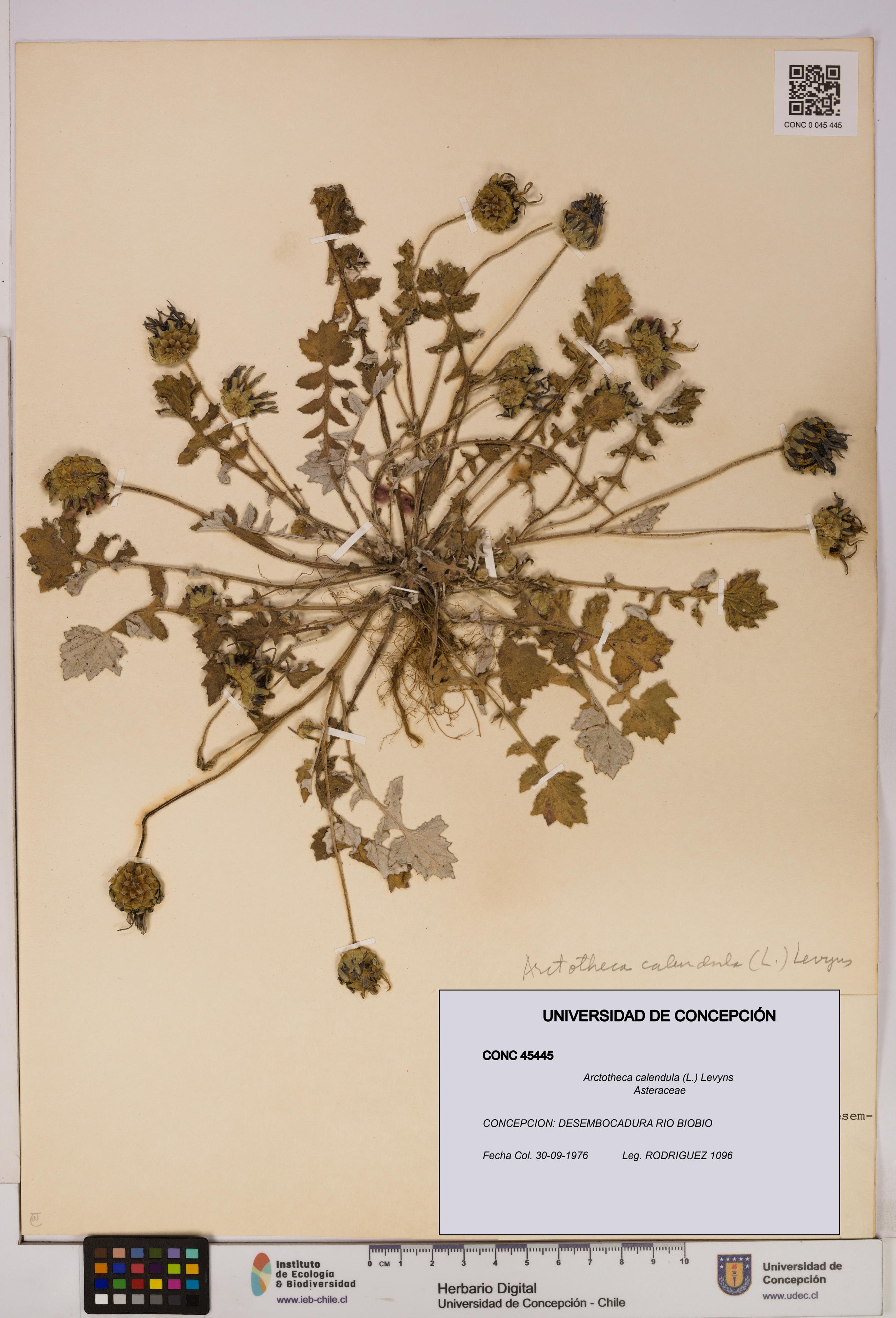 Arctotheca calendula [Espécimen: UDEC:CONC:0045445]
