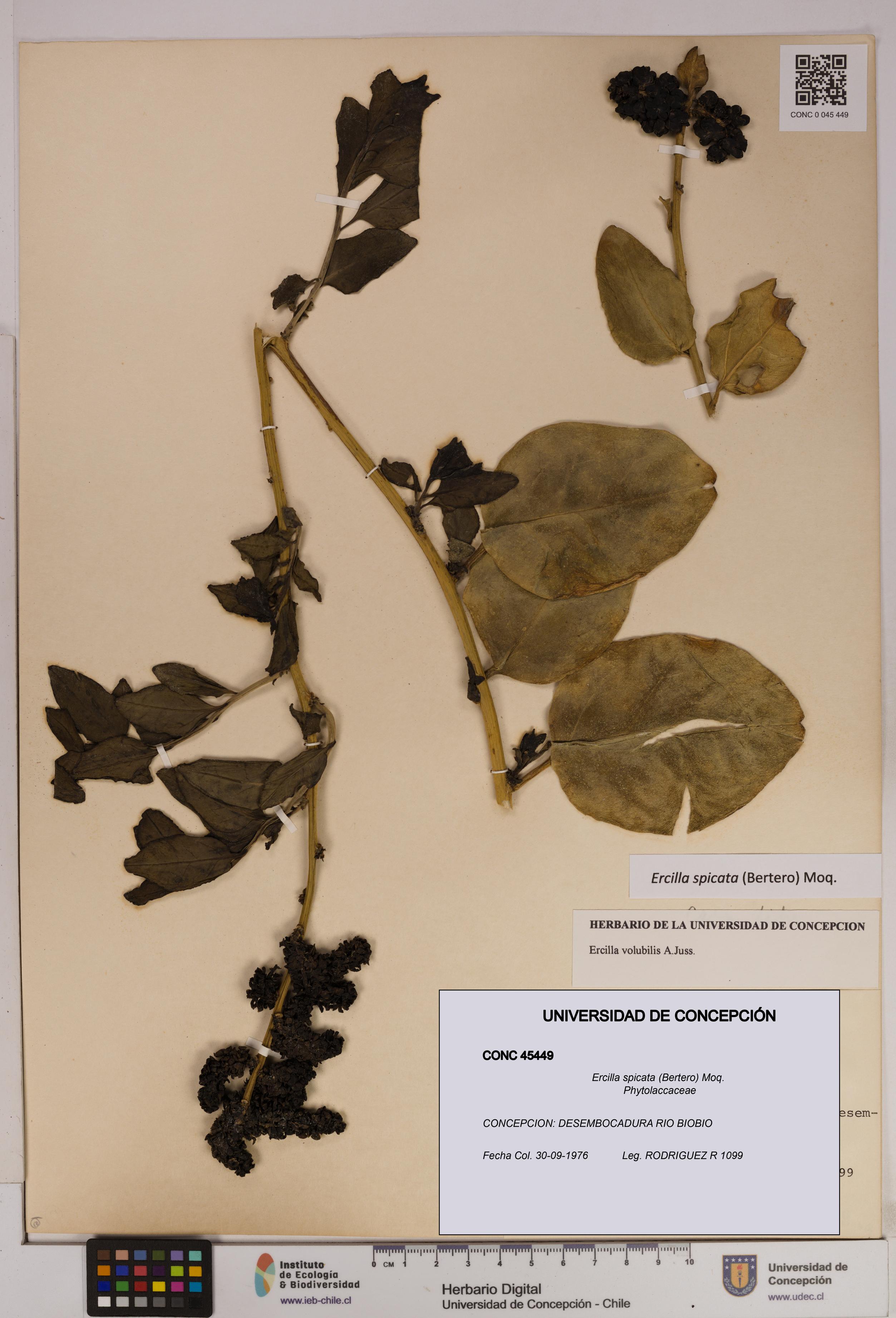 Ercilla spicata [Espécimen: UDEC:CONC:0045449]