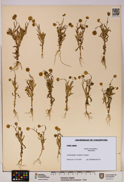 Cotula coronopifolia [Espécimen: UDEC:CONC:0045453]