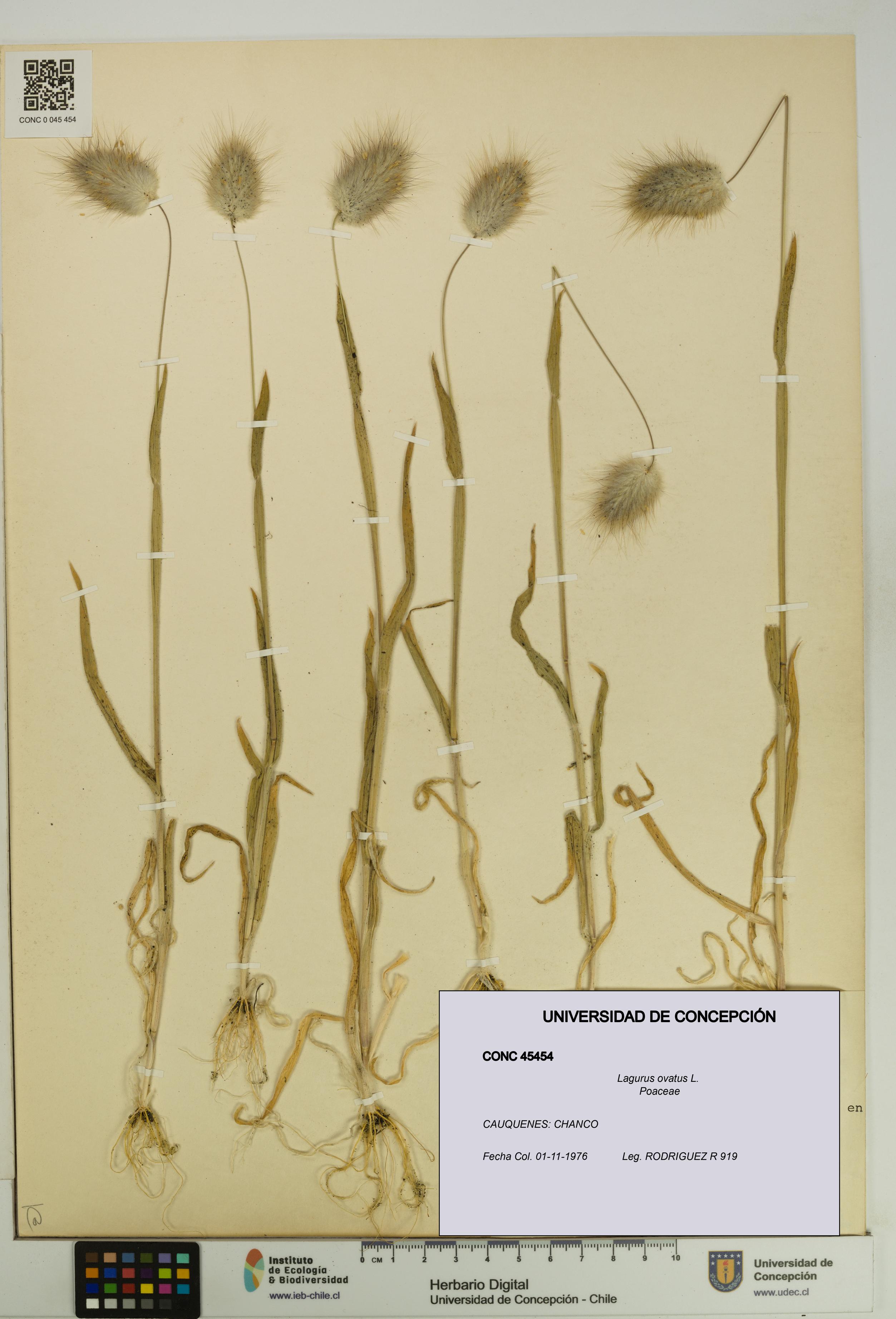 Lagurus ovatus [Espécimen: UDEC:CONC:0045454]