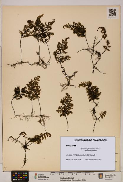 Hymenophyllum dentatum [Espécimen: UDEC:CONC:0045458]