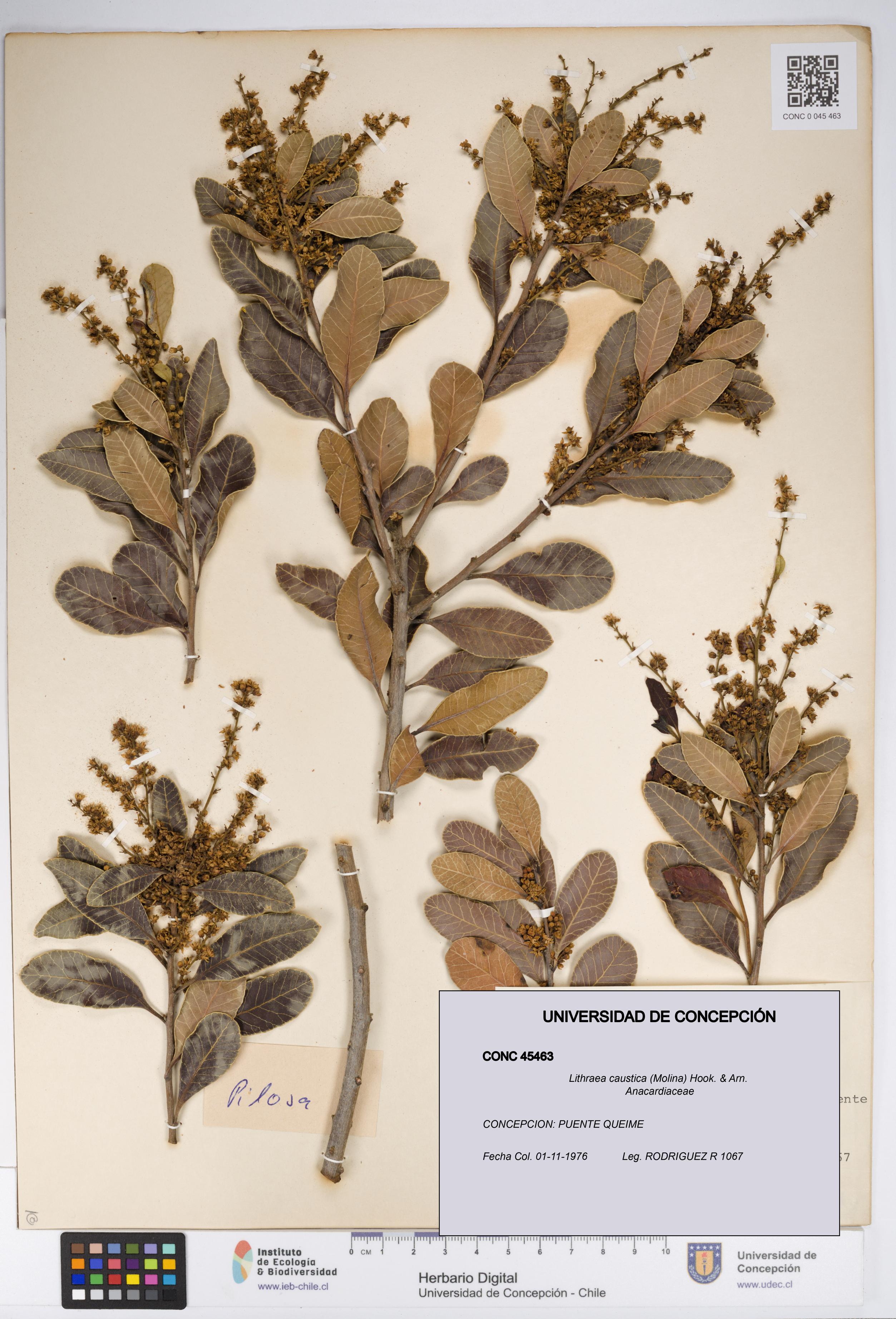 Lithraea caustica [Espécimen: UDEC:CONC:0045463]