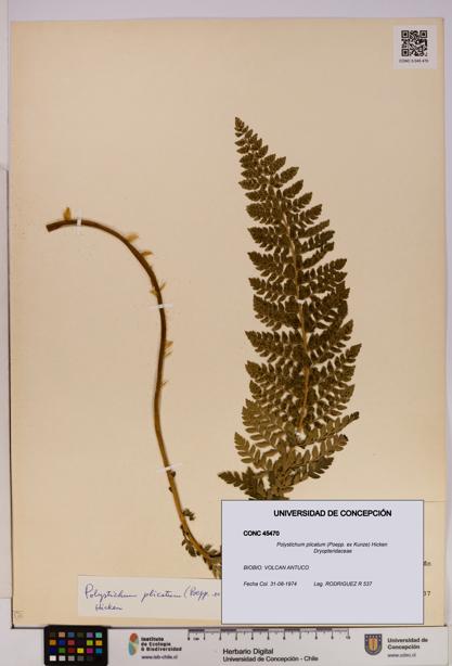 Polystichum plicatum [Espécimen: UDEC:CONC:0045470]