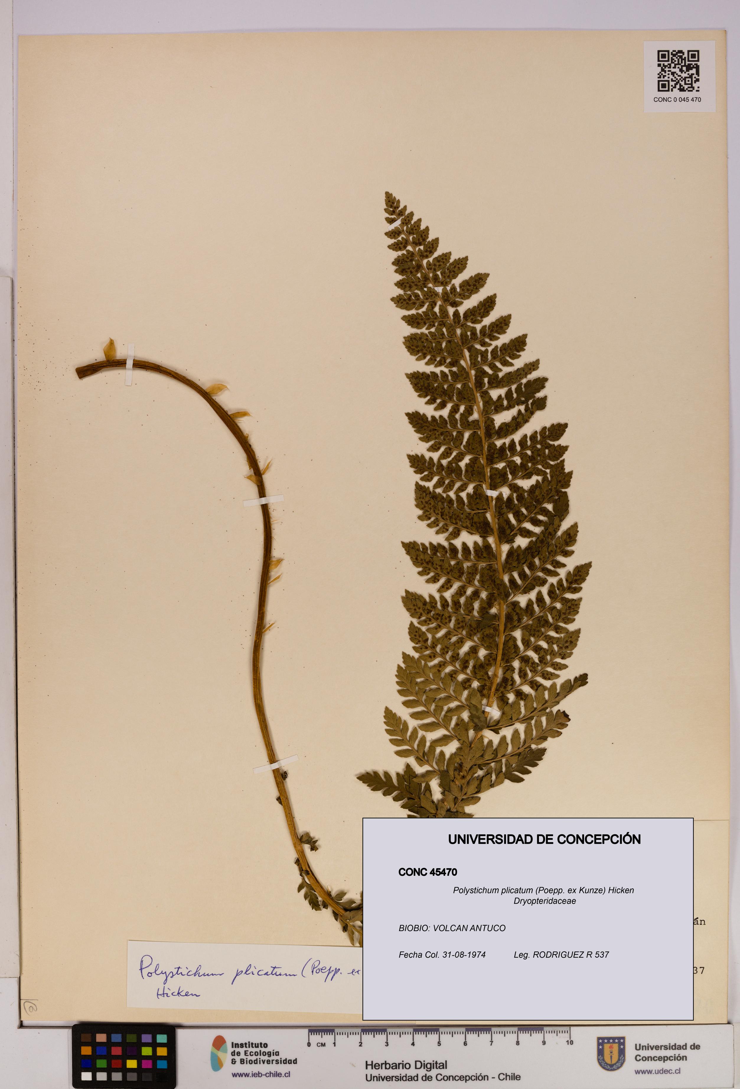 Polystichum plicatum [Espécimen: UDEC:CONC:0045470]